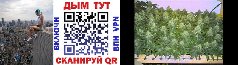 Купить  Кинешма  Бошки Шишки SATIVA & INDICA 